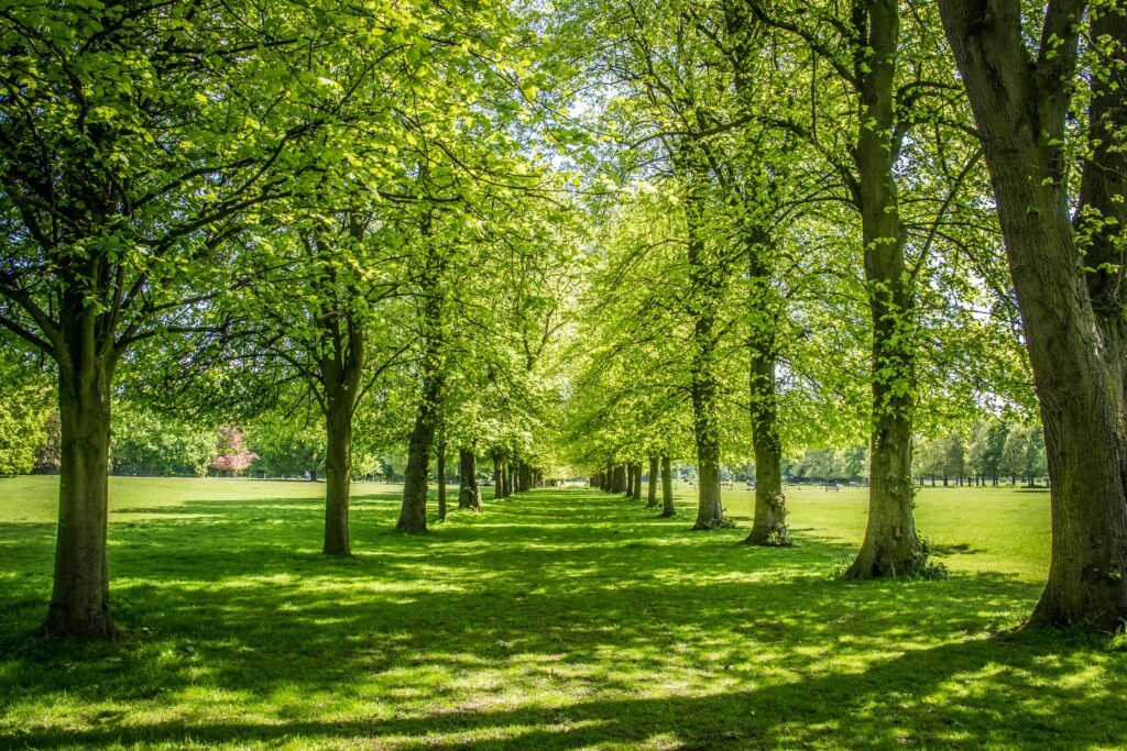 Trees in Marbury Park near Northwich Cheshire UK