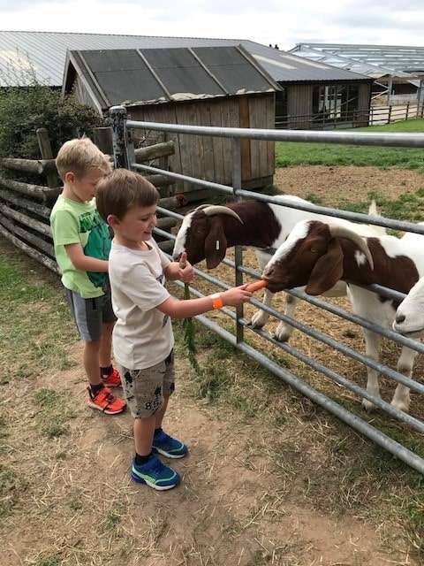 Family fun at Whellock Farrm, happy young boy feeding goats. 
